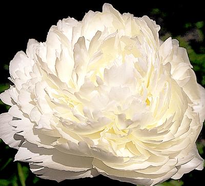 Bowl of Cream Peony 3-5 eye
